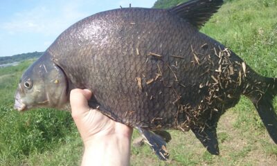 Carp bream, 2.5 kg — Neman River