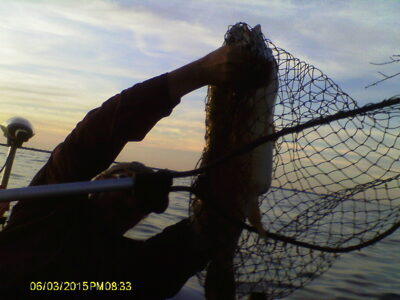 Butterfish, 3.6 kg — Lake Erie