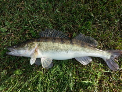 Pike perch, 1.8 kg