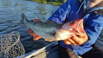 Pike perch — ATMATA