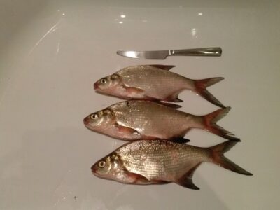 Carp bream ×3