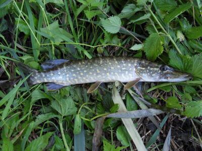 Northern Pike — Шешупе