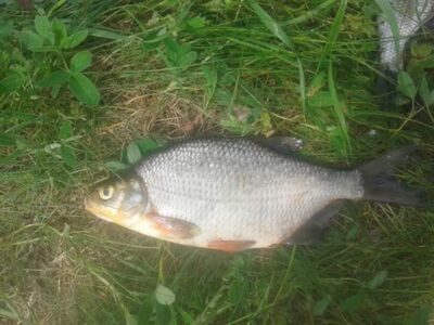 Silver Bream — Pravalas