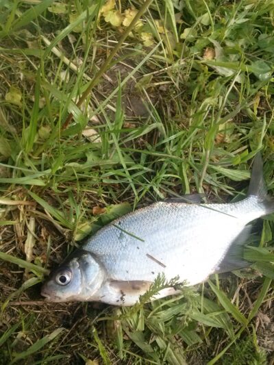 Carp bream, 0.2 kg