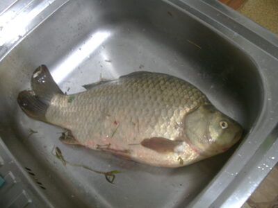 Sidabrinis karosas, 2.0 kg — Vaitiekūnų