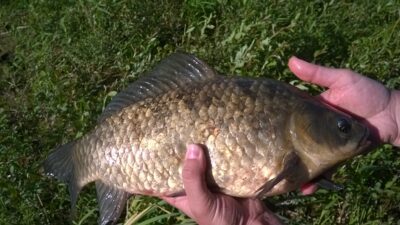 Prussian carp, 1.2 kg — Nevėžis