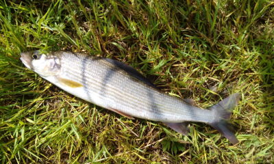 Grayling ×2 — Neris River