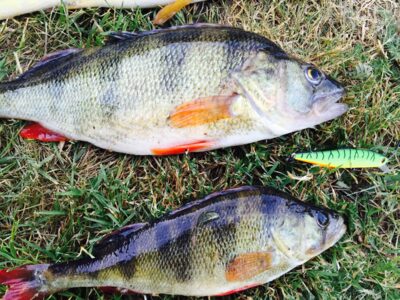 Eurasian perch, 0.7 kg — Vaidatonių