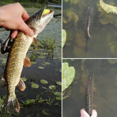 Northern Pike — Neman River