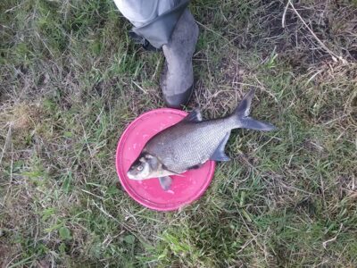 Carp bream, 1.4 kg — Bartkuškio