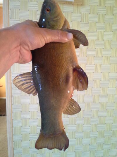 Tench ×3 — Pagryžuvio