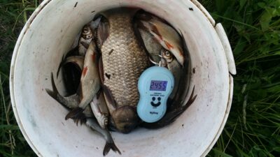 Carp bream, 2.5 kg — Dvariukų