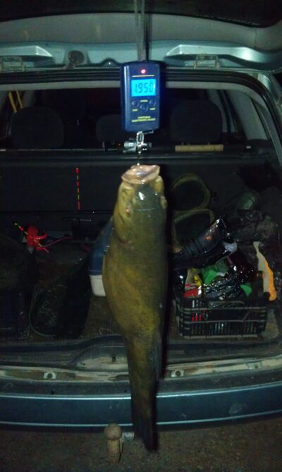Tench, 2.0 kg — Antalieptės HE