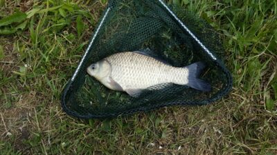 Prussian carp, 0.5 kg