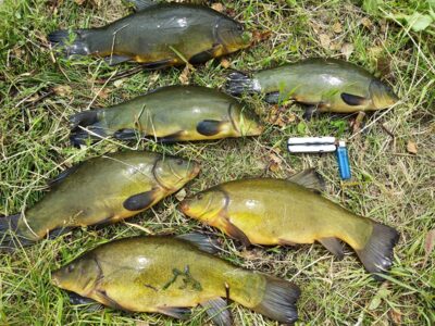 Tench ×6 — Klaipėdos