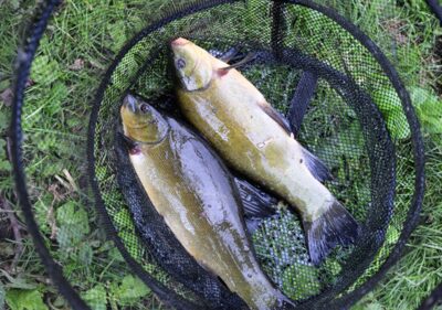 Tench, 0.8 kg — Ilgiai