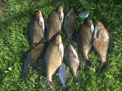 Carp bream ×8 — Bartkuškio