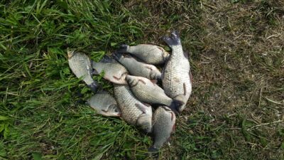 Prussian carp ×9