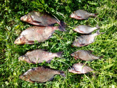 Carp bream, 0.6 kg — Paršežeris