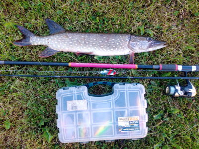 Northern Pike, 1.4 kg