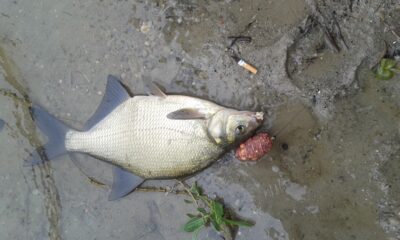 Carp bream, 0.8 kg