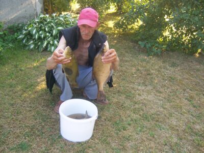 Carp bream