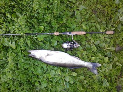 Pike perch, 2.0 kg — Jurbarkų