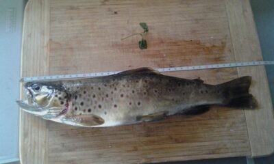 Brown Trout — Spengla