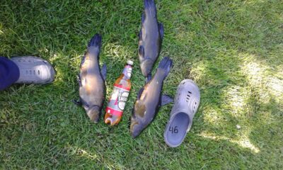 Tench ×3