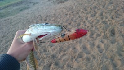 Northern Pike