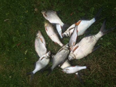 Carp bream — Rašys