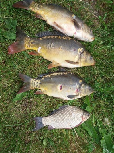 Mirror carp ×3 — Karvys