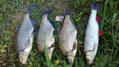 Carp bream