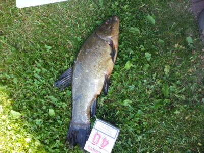 Tench, 1.4 kg