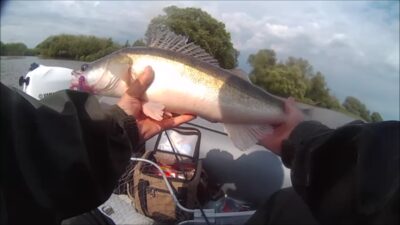 Pike perch, 2.8 kg — ATMATA