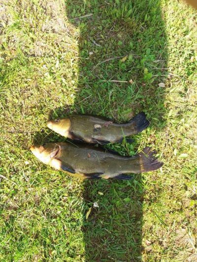 Tench — Pikeliškiai
