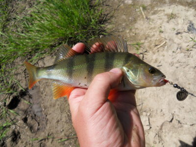Eurasian perch — Dubysa