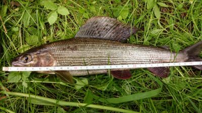 Grayling — Merkys