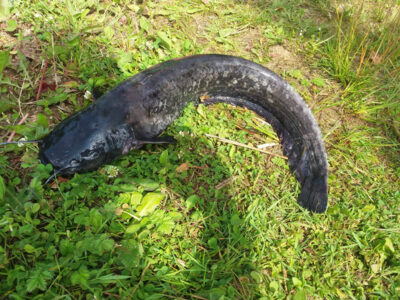 Wels catfish, 3.5 kg — Pikeliškiai