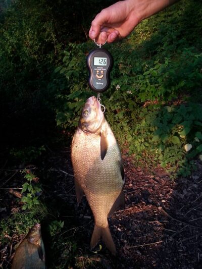 Carp bream — Akmena