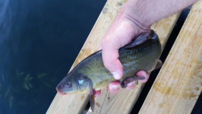 Tench, 0.5 kg — Luka