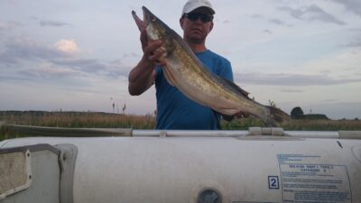 Pike perch, 4.4 kg