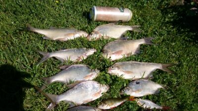 Carp bream ×8 — Stakių
