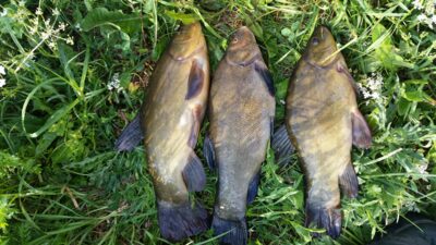 Tench ×3