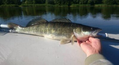 Pike perch, 2.0 kg — ATMATA