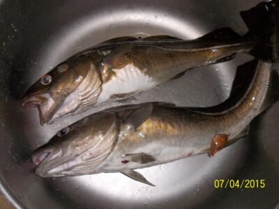 Atlantic cod, 2.0 kg — Baltic Sea