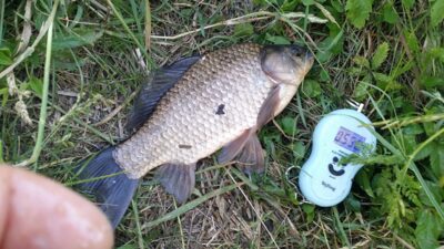 Prussian carp, 0.5 kg — Dvariukų