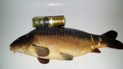 Carp, 4.2 kg — Žibikų