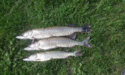 Northern Pike ×3 — Liežys