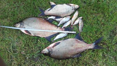 Carp bream ×3 — Gulbinų